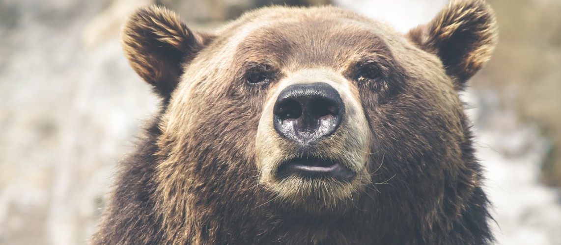 wyatt's sus bear